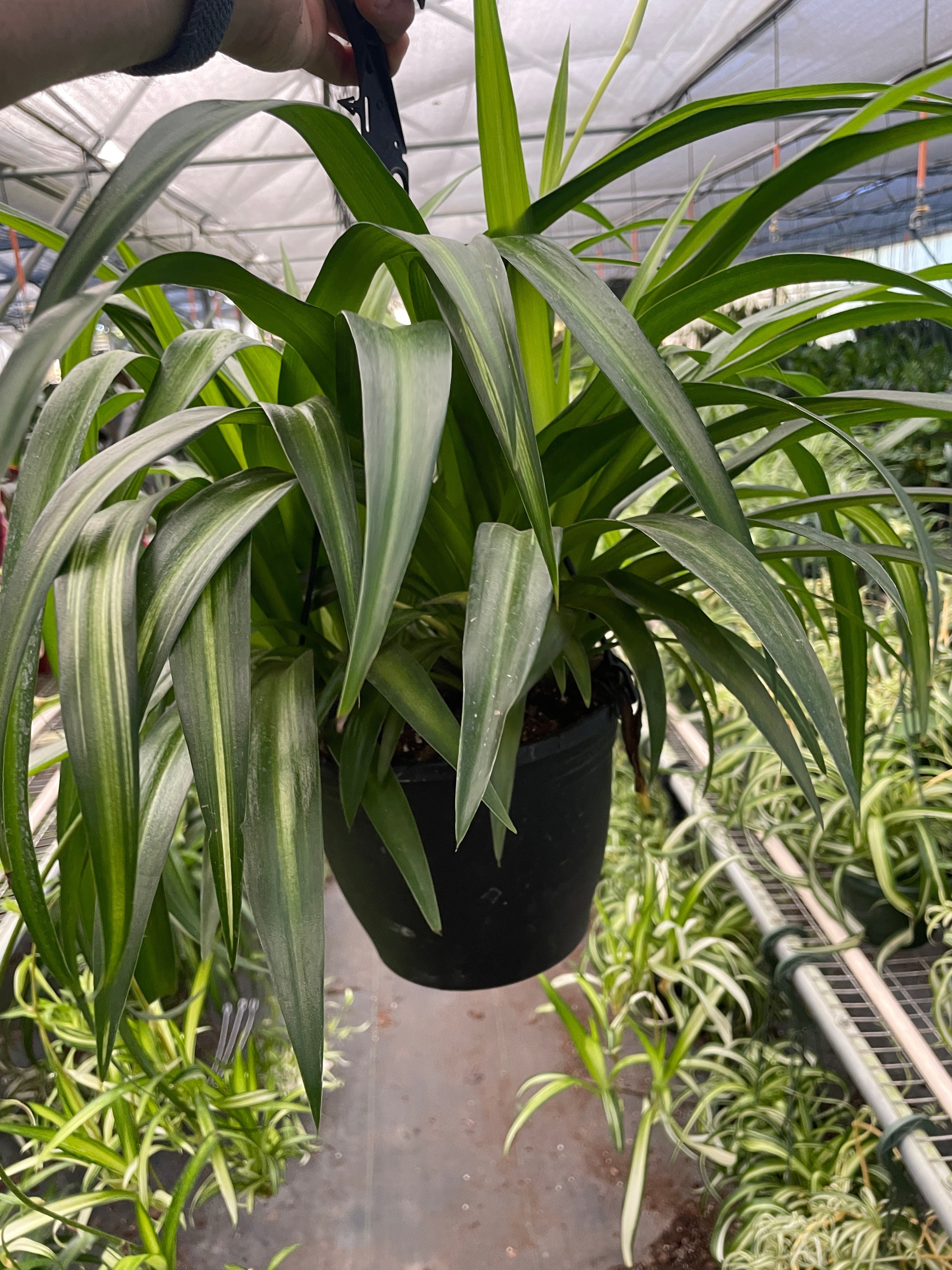 Hawaiian Spider Plant — Variegated Houseplant live plant