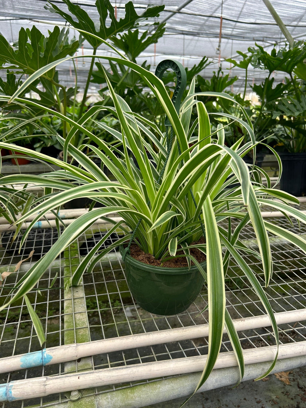 Reverse Spider Plant — Variegated Houseplant live plant