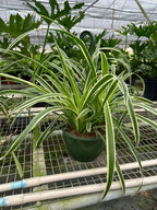 Reverse Spider Plant — Variegated Houseplant live plant