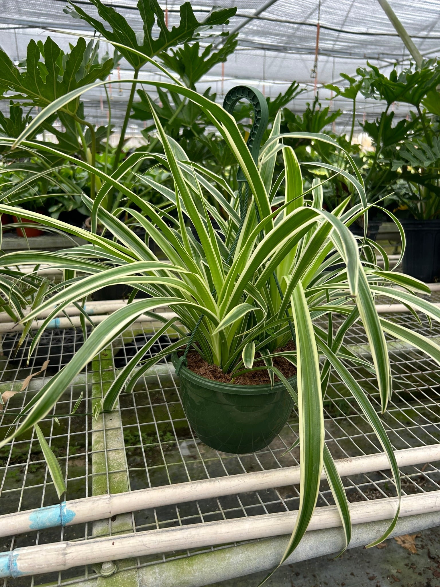 Reverse Spider Plant — Variegated Houseplant live plant