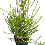 Euphorbia 'Pencil Cactus'