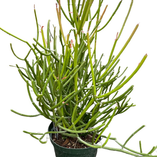 Euphorbia 'Pencil Cactus'