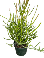 Euphorbia 'Pencil Cactus'