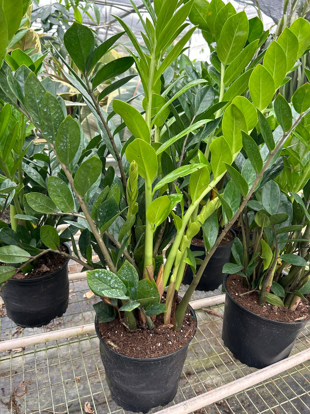 ZZ Plant — Low-Light, Easy-Care Houseplant live plant