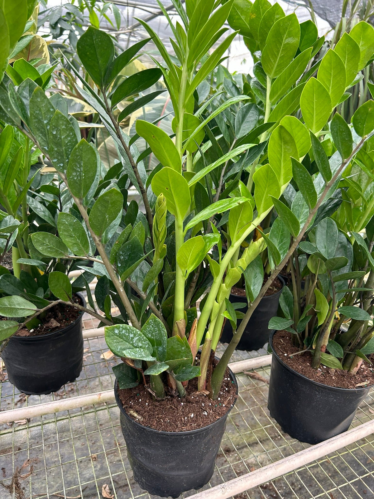 ZZ Plant — Low-Light, Easy-Care Houseplant live plant