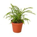 Fern 'Lemon Button' — 4-Inch Pot