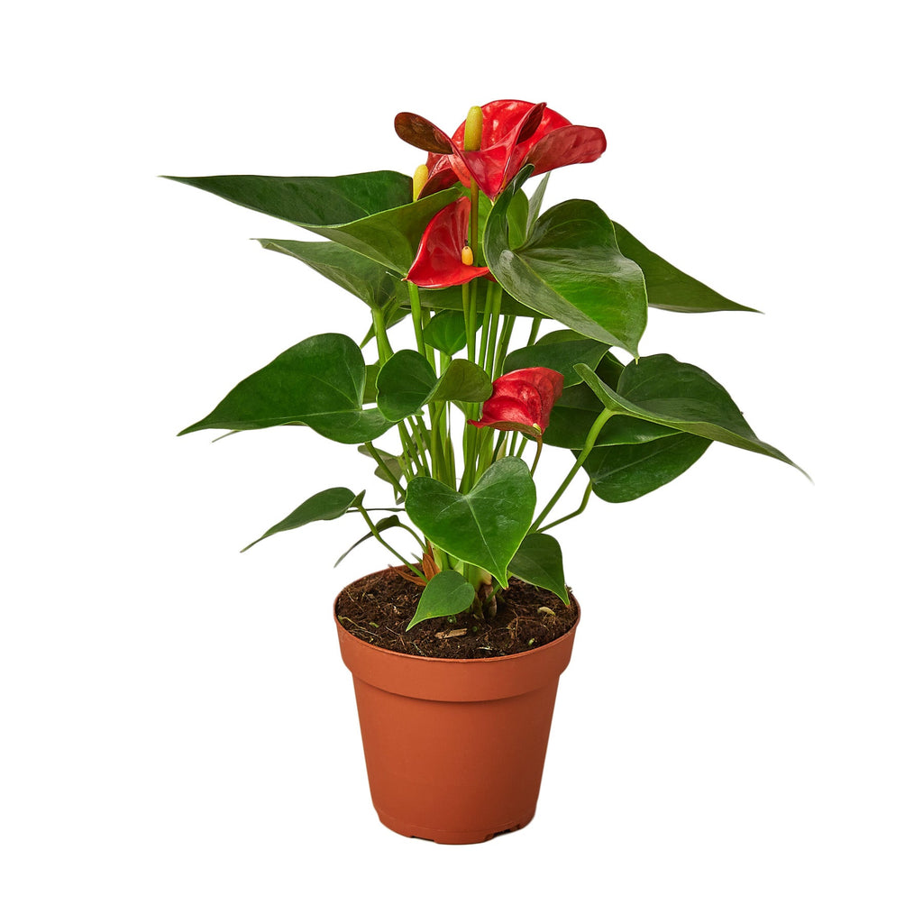 Red Anthurium — Flowering Houseplant live plant