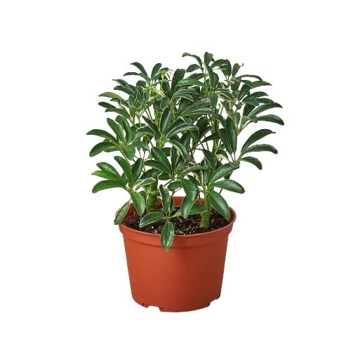 Moonlight Umbrella Plant — Lime Schefflera live plant