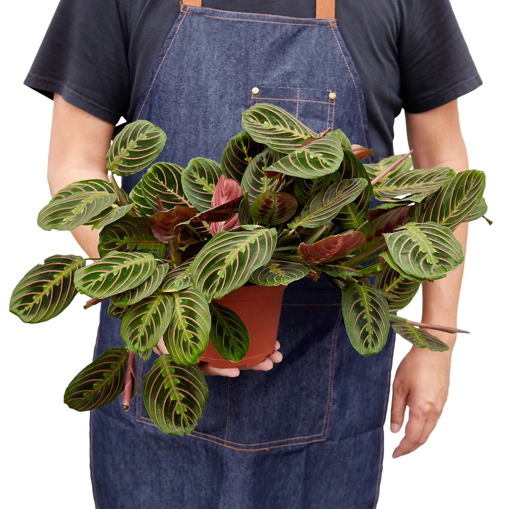 Red Prayer Plant — Maranta live plant