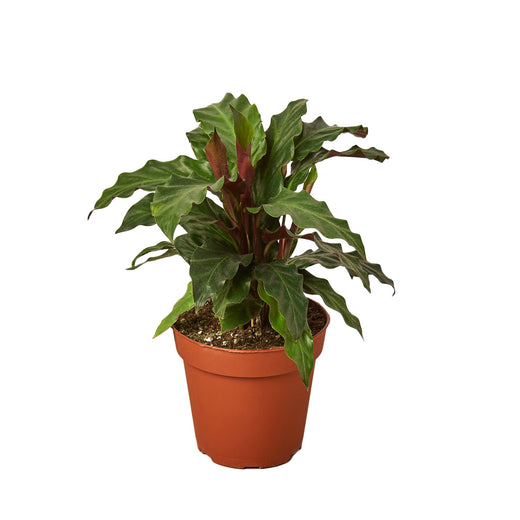 Calathea Rufibarba 'Furry Feather' — 4-Inch Pot