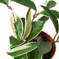 Hoya Carnosa 'Tricolor' — 6-Inch Pot
