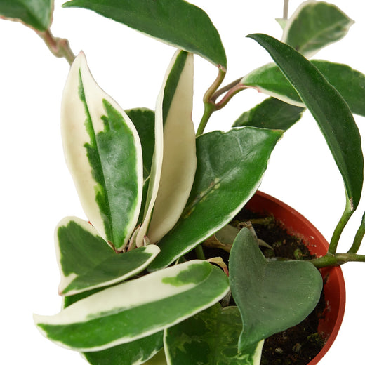 Hoya Carnosa 'Tricolor' — 6-Inch Pot