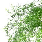 Fern 'Sprengeri'