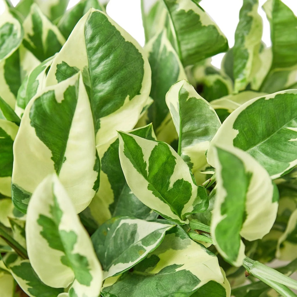 N'Joy Pothos — Variegated Houseplant live plant