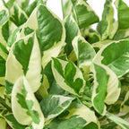 N'Joy Pothos — Variegated Houseplant live plant