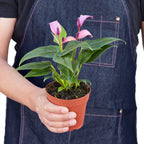 Purple Anthurium — Flowering Houseplant live plant