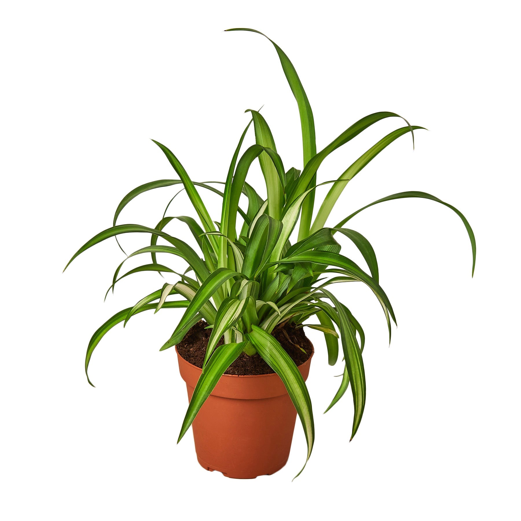 Hawaiian Spider Plant — Variegated Houseplant live plant