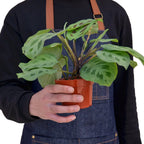 Green Prayer Plant — Maranta Leuconeura live plant