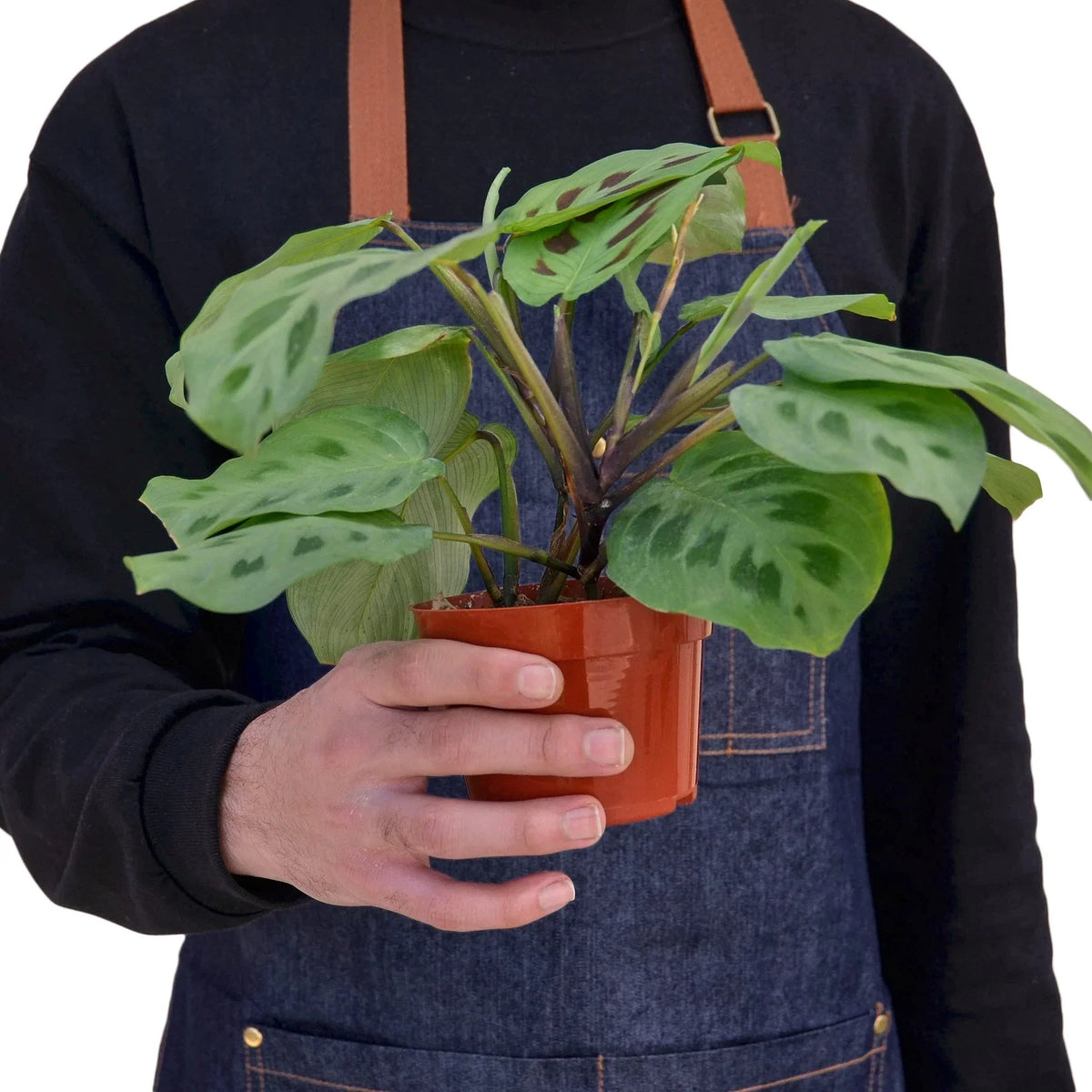 Green Prayer Plant — Maranta Leuconeura live plant