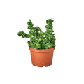 Hoya Rope Plant — 6-Inch Pot