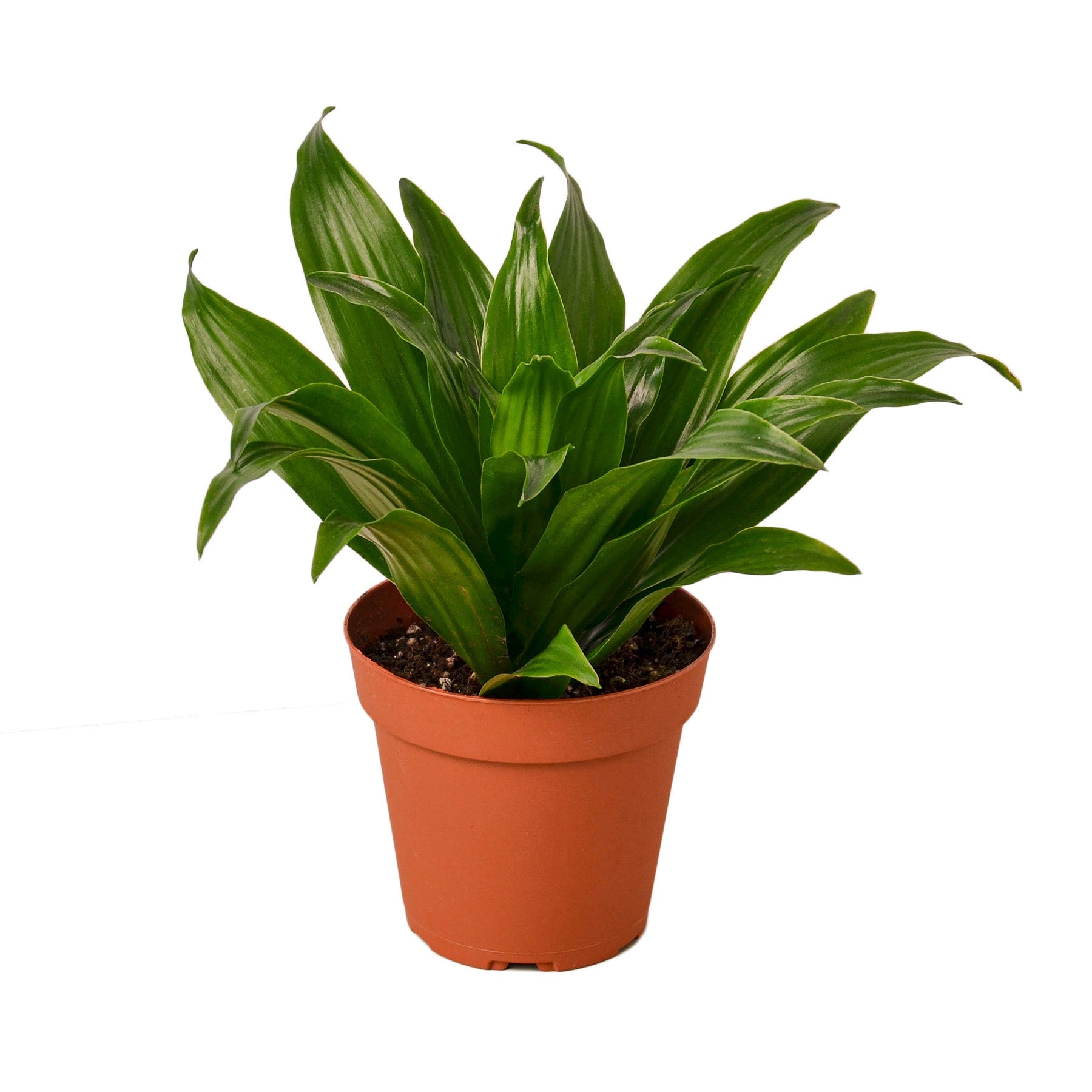 Janet Craig Dracaena — Easy-Care Floor Plant live plant