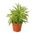 Peperomia 'Green Bean' — 4-Inch Pot
