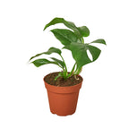 Mini Monstera — Rhaphidophora Tetrasperma live plant