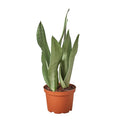 Snake Plant Moonshine — 6-Inch Pot