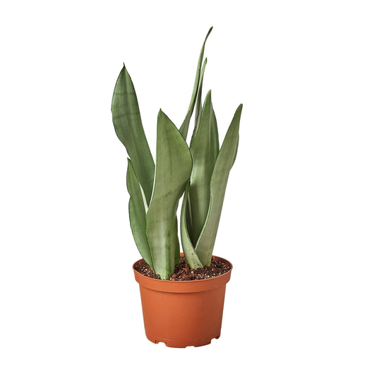 Snake Plant Moonshine — 6-Inch Pot