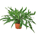 Fern 'Kangaroo Paw' — 6-Inch Pot