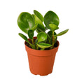 Peperomia Thailand — 4-Inch Pot