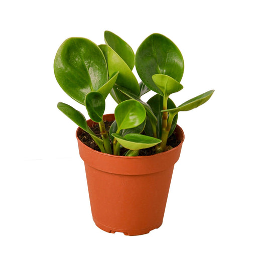 Peperomia Thailand — 4-Inch Pot