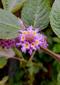 Oaxaca Lemon Verbena — Pitiona Plant