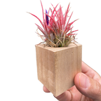 Tillandsia Air Plant Ionantha in Magnetic Wood Planter