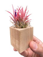 Tillandsia Air Plant Ionantha in Magnetic Wood Planter