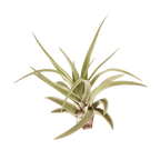 Tillandsia Air Plant Veluntina