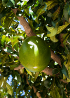 Abiu Tree — Pouteria caimito