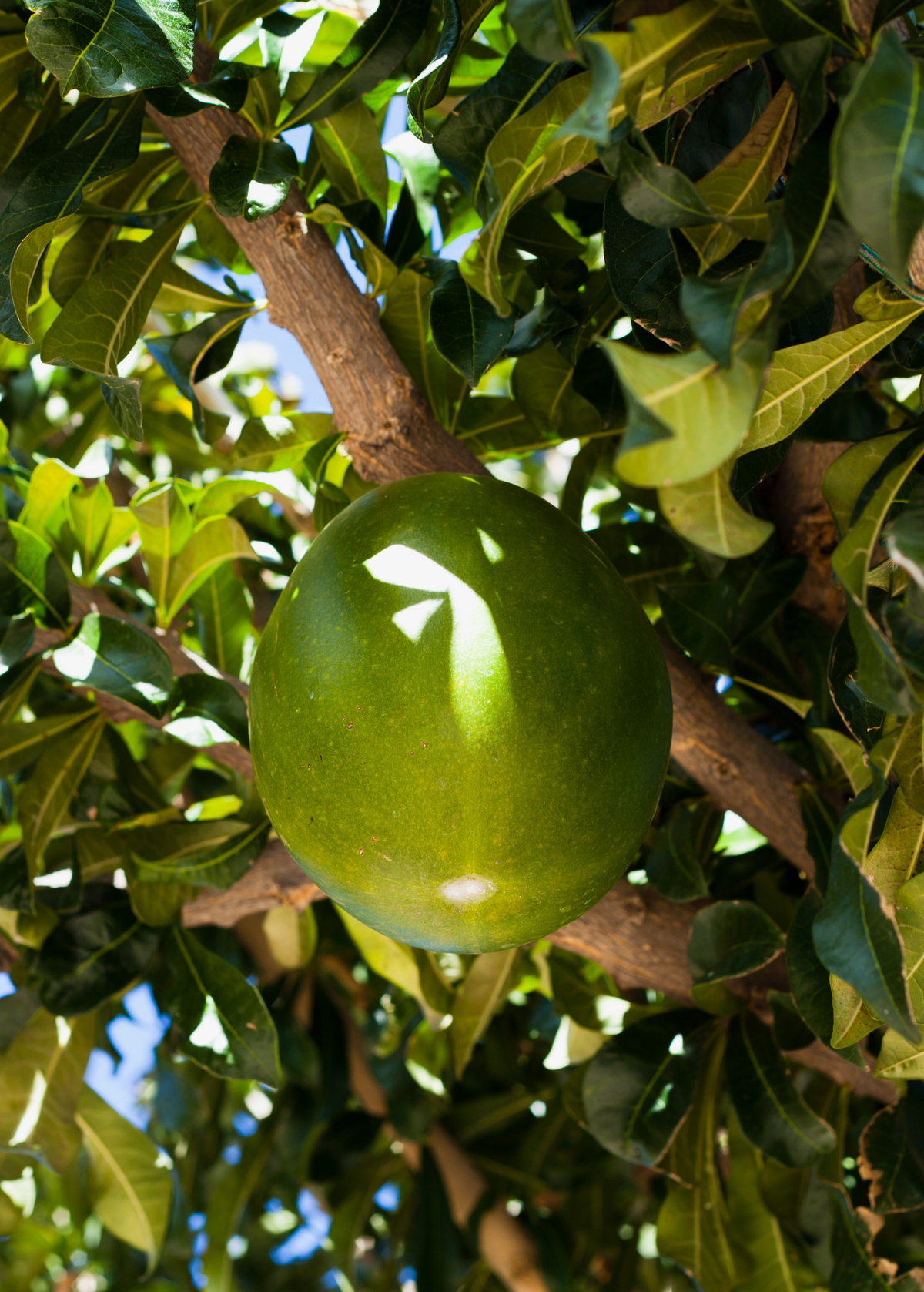 Abiu Tree — Pouteria caimito