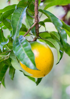 Abiu Tree — Pouteria caimito