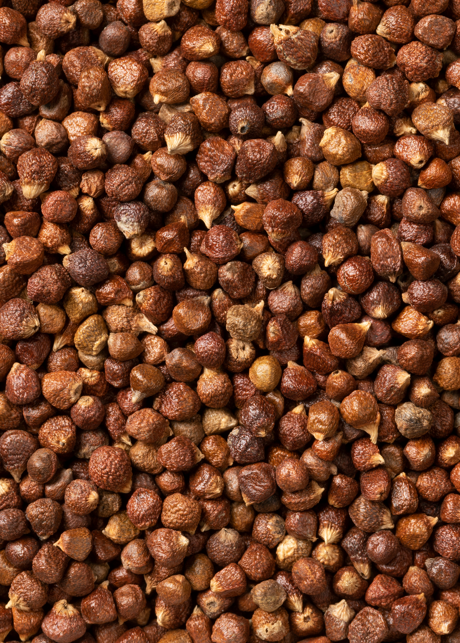 Grains of Paradise — Live Spice Plant