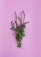 Cut African Blue Basil flower stems tied in a bunch; not the live plant supplied
