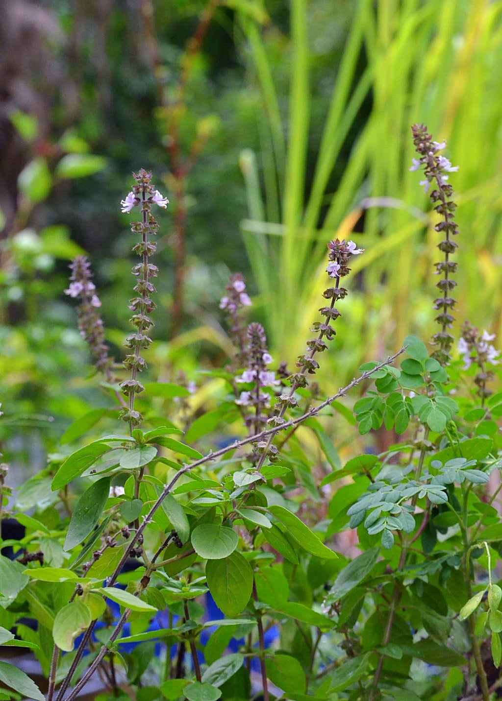 African Blue Basil growing outdoors with flowering stems