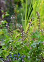 African Blue Basil growing outdoors with flowering stems