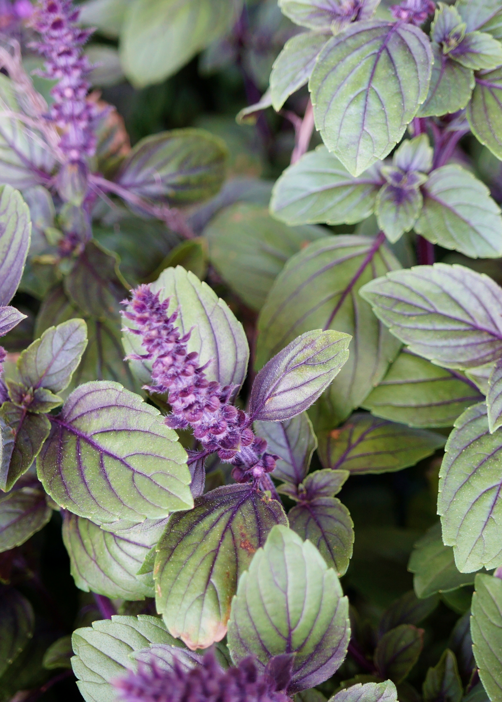 African Blue Basil foliage and purple flower spikes close up
