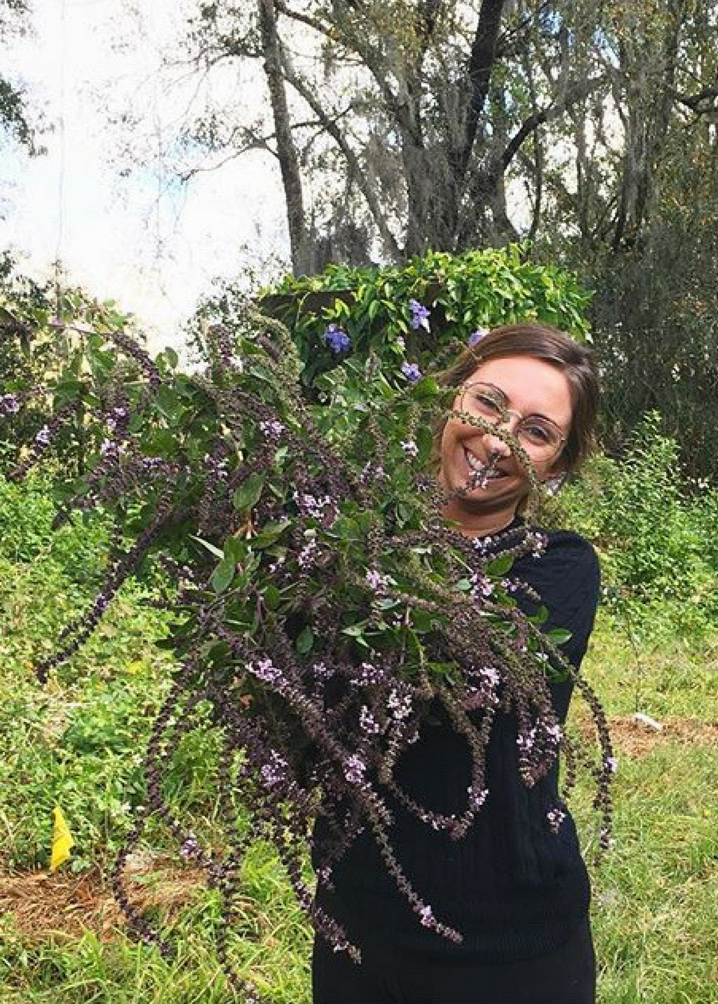 Person holding large flowering African Blue Basil stems; mature growth example, not arrival size