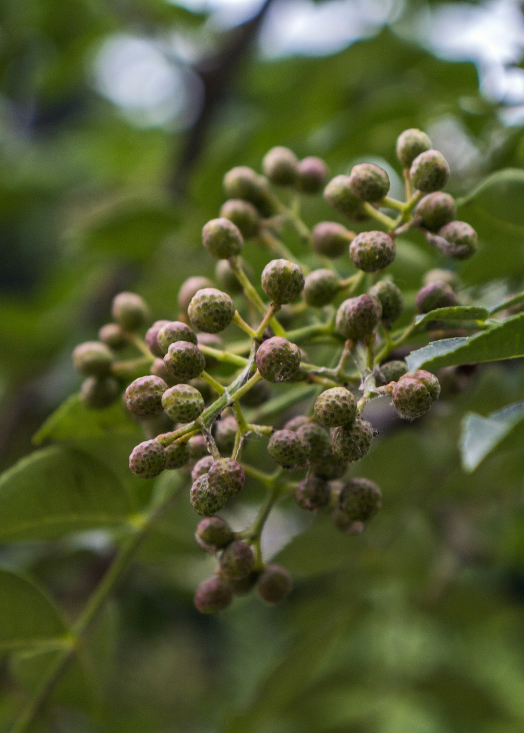 Allspice Tree — Pimenta dioica