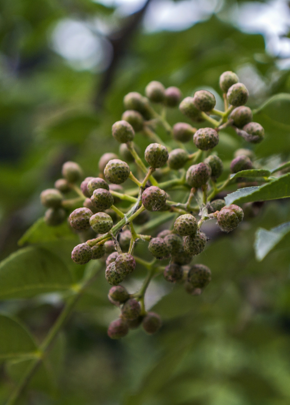 Allspice Tree — Pimenta dioica
