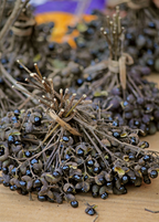 Allspice Tree — Pimenta dioica