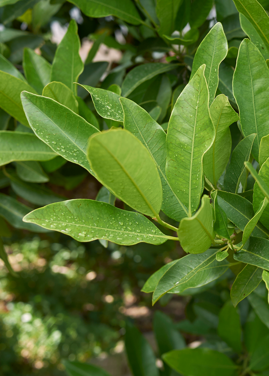 Allspice Tree — Pimenta dioica