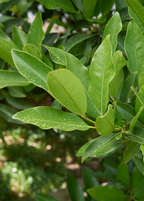 Allspice Tree — Pimenta dioica